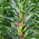 Grain production