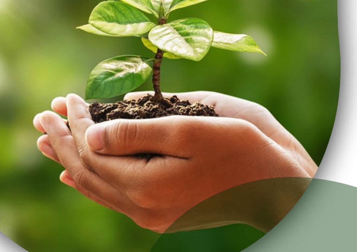 Hands holding a healthy young plant